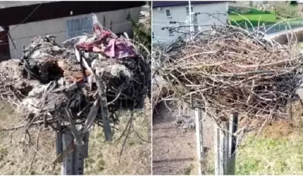 Naprawa bocianich gniazd w Rakoszycach