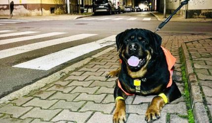 Jesienne wieczory? Odblask obowiązkowy!