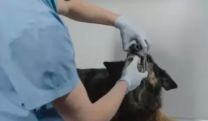 Magistrat zaprasza do usługi całodobowej opieki weterynaryjnej