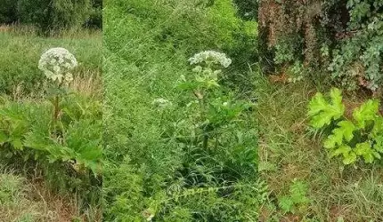 Niebezpieczna roślina pojawiła się w Malczycach!