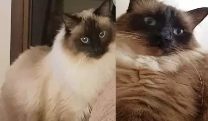 Zaginął kot. Dla znalazcy nagroda!