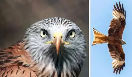 Wzrasta populacja kani rudej w naszym powiecie