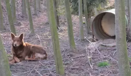 Porzucony pies czeka na nowego właściciela