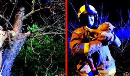 Auto w płomieniach, kolizja, na pomoc kotom [raport strażaków]