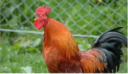 Kogut „terrorysta”