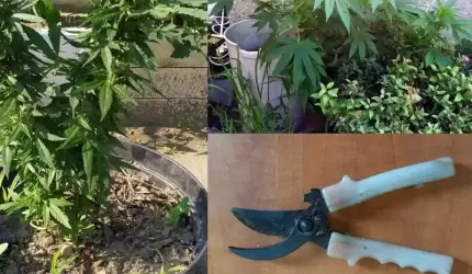 Groził obcięciem palca za kradzież krzewu marihuany