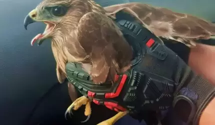 Średzcy policjanci pomogli rannemu ptakowi