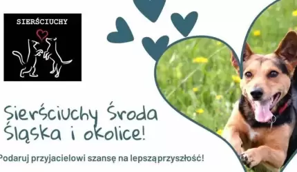 Stowarzyszenie “Sierściuchy” prosi o wsparcie