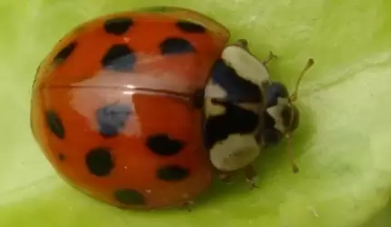 Plaga biedronek azjatyckich. Należy się ich bać?