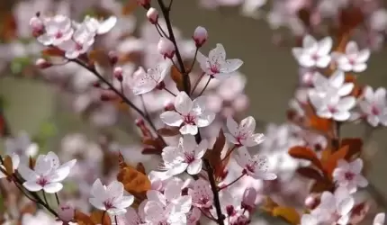 Będzie kwieciście przy świetlicy w Wilkszynie