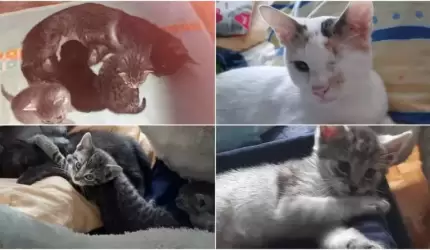 Fantastyczna szóstka została uratowana. Ale bardzo potrzebuje naszego wsparcia!