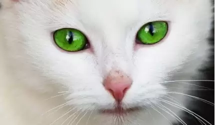 Ktokolwiek widział, ktokolwiek wie...?