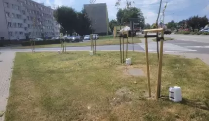 Nowe drzewa podlewa i pielęgnuje firma z Legnicy