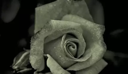 Kondolencje dla Rodziny Krzysztofa Pilca