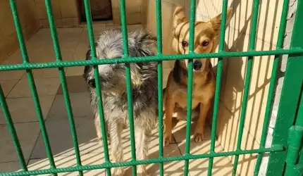 Zajączek wielkanocny odwiedzi podopiecznych schroniska