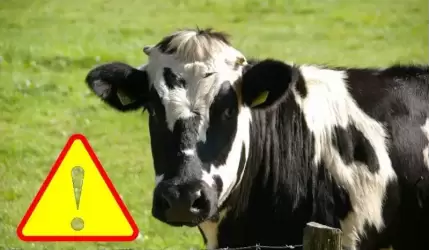 Informacja dla hodowców bydła, owiec i kóz