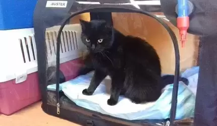 Kotka czeka na nowy dom