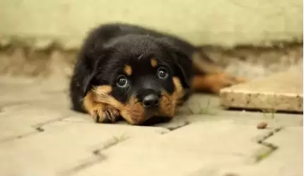 Psy w Chomiąży (prośba o interwencję)