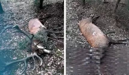 Kłusownictwo czy polowanie? Znaleziono martwego jelenia bez poroża